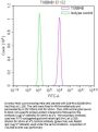 TUBB4B/TUBB2A/TUBB2B Recombinant Monoclonal Antibody