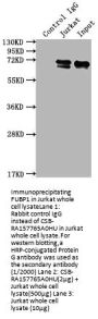 FUBP1 Recombinant Monoclonal Antibody
