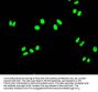 FUBP1 Recombinant Monoclonal Antibody