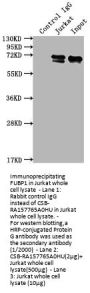 FUBP1 Recombinant Monoclonal Antibody