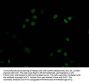 DNMT1 Recombinant Monoclonal Antibody