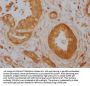 CDC42 Recombinant Monoclonal Antibody