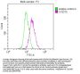 NKX2-1 Recombinant Monoclonal Antibody