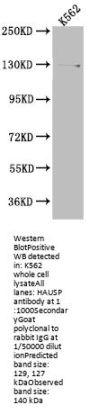 USP7 Recombinant Monoclonal Antibody