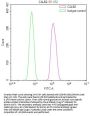 CALB2 Recombinant Monoclonal Antibody