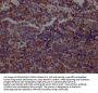 ACO2 Recombinant Monoclonal Antibody