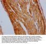 STAT3 Recombinant Monoclonal Antibody