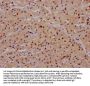 MAPK14 Recombinant Monoclonal Antibody