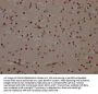 MAPK14 Recombinant Monoclonal Antibody