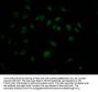 MAPK14 Recombinant Monoclonal Antibody
