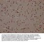 MAPK14 Recombinant Monoclonal Antibody