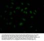 MAPK14 Recombinant Monoclonal Antibody