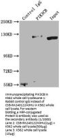 PIK3CB Recombinant Monoclonal Antibody