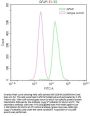 GFAP Recombinant Monoclonal Antibody
