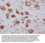 BCL2L1 Recombinant Monoclonal Antibody