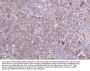 PAX8 Recombinant Monoclonal Antibody