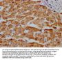 MAOA Recombinant Monoclonal Antibody