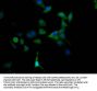 MAOA Recombinant Monoclonal Antibody