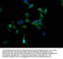 MAOA Recombinant Monoclonal Antibody