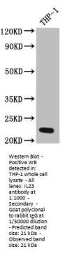 IL23A Recombinant Monoclonal Antibody