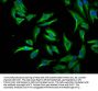 ID1 Recombinant Monoclonal Antibody