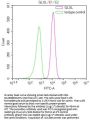 GLUL Recombinant Monoclonal Antibody