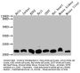 DHFR Recombinant Monoclonal Antibody
