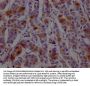 DHFR Recombinant Monoclonal Antibody