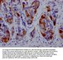 DHFR Recombinant Monoclonal Antibody