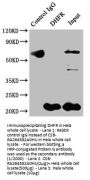 DHFR Recombinant Monoclonal Antibody