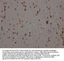 NONO Recombinant Monoclonal Antibody