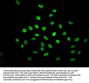 NONO Recombinant Monoclonal Antibody