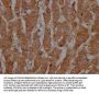 CASP3 Recombinant Monoclonal Antibody