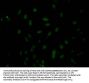 CASP3 Recombinant Monoclonal Antibody