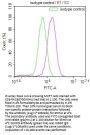 LRP2 Recombinant Monoclonal Antibody
