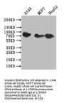 CD44 Recombinant Monoclonal Antibody