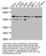 AIFM1 Recombinant Monoclonal Antibody