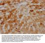 AIFM1 Recombinant Monoclonal Antibody