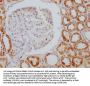 AIFM1 Recombinant Monoclonal Antibody