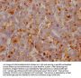 CLU Recombinant Monoclonal Antibody