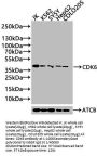 CDK6 Recombinant Monoclonal Antibody