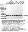 PARK7 Recombinant Monoclonal Antibody