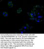 PARK7 Recombinant Monoclonal Antibody