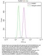 PARK7 Recombinant Monoclonal Antibody