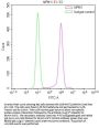 NPM1 Recombinant Monoclonal Antibody