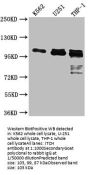 ITCH Recombinant Monoclonal Antibody