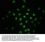 Phospho-SMAD2 (S255) Recombinant Monoclonal Antibody