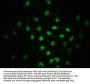 Phospho-SMAD2 (S255) Recombinant Monoclonal Antibody