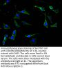 NTRK2 Recombinant Monoclonal Antibody