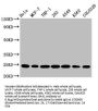 BAK1 Recombinant Monoclonal Antibody